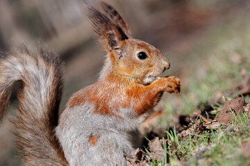A cute squirrel is eating something in the forest. A beautiful red squirrel among the grass on the ground. a wild animal in nature. squirrel close-up.