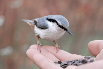 A beautiful little bird eats from a man's hand. a bird in the wild and a man.