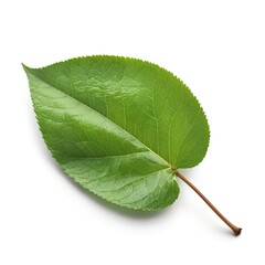 Obraz premium Single Green Leaf Isolated on White Background