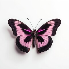 Obraz premium Pink and Black Butterfly on White Background