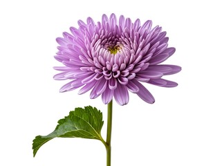Single Purple Chrysanthemum Flower with Leaf