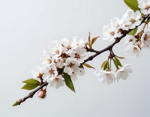 Obraz premium Delicate White Cherry Blossoms on Branch