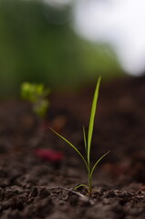 young plant in soil