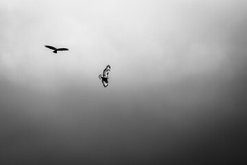 Zwei Greifvögel, eingefangen in einem dramatischen Tanz der Lüfte. Der Kontrast zwischen Licht...