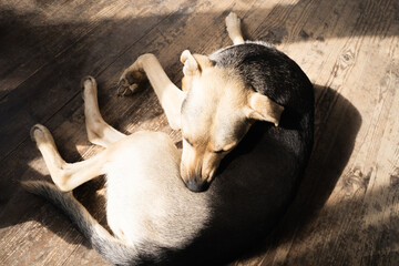 Clean domestic dog laying on the wooden floor and scratching its legs close-up. A mixed breed dog...