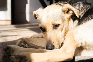 Faithful mix breed dog waiting for its owner to come back home lying on the wooden floor, looks...