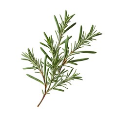 Obraz premium Here's a and keywords for your rosemary sprig stock photoFresh Rosemary Sprig Isolated on White