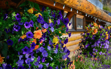 Beautiful purple and orange petunias outside of a log house. Anchorage. Alaska.