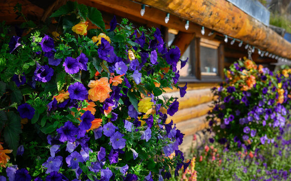 Beautiful purple and orange petunias outside of a log house. Anchorage. Alaska. - Powered by Adobe