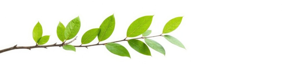 Fototapeta premium Single isolated tree branch on white background, branch, nature, texture