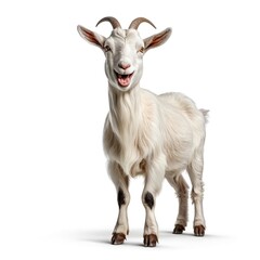 Fototapeta premium Happy Smiling Goat Isolated on White Background