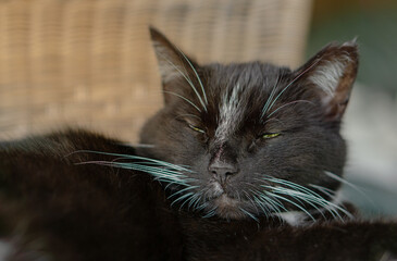 Black domestic cat sleeping and resting. pet