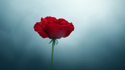 Vibrant red rose on serene blue background captivating closeup single
