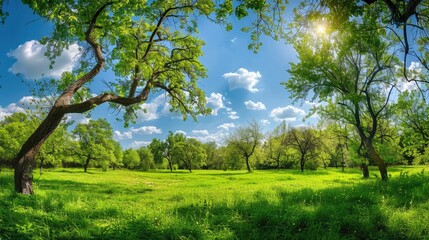 Obraz premium Sunlit Meadow with Lush Green Trees