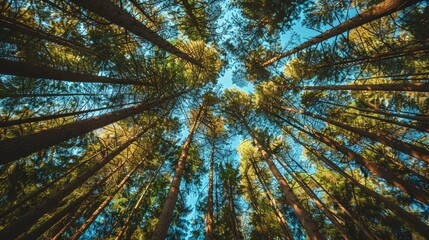 Obraz premium Looking Up at a Canopy of Tall Trees in a Forest