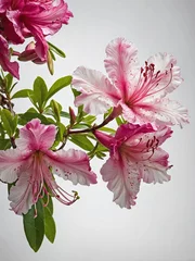 Gardinen A branch of Azalea flowers, isolated against a pure white background. © AungMyintMyat