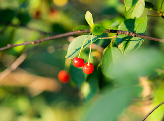 Two red cherries on a branch in sunlight. Nature Foundation