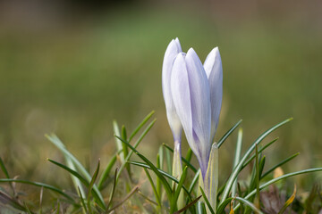Light purple crocus flowers, abstract floral background. Light violet closed crocus flowers in spring on a meadow. Macro flowers backdrop for brand design.