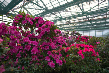 Vibrant pink and red azaleas bloom amidst lush greenery inside a greenhouse