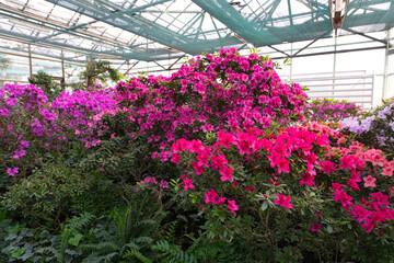 Vibrant pink and red azaleas bloom amidst lush greenery inside a greenhouse