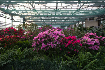 Vibrant pink and red azaleas bloom amidst lush greenery inside a greenhouse