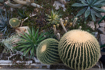 A greenhouse interior filled with a diverse collection of succulents and cacti