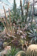 A greenhouse interior filled with a diverse collection of succulents and cacti