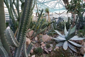 A greenhouse interior filled with a diverse collection of succulents and cacti