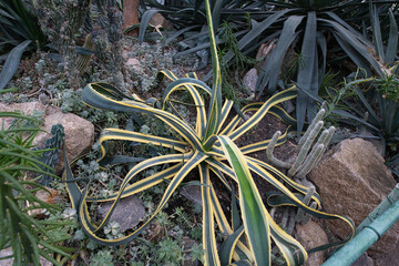 The closeup of the agave americana 'Marginata' plant in a greenhouse