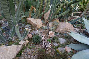 A greenhouse interior filled with a diverse collection of succulents and cacti