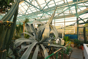 A huge agave plant dominates the foreground of a greenhouse