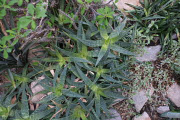 The closeup of Aloe plant in a greenhouse