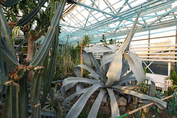 A huge agave plant dominates the foreground of a greenhouse