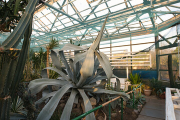A huge agave plant dominates the foreground of a greenhouse