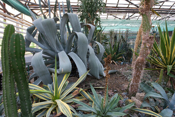 A huge agave plant dominates the foreground of a greenhouse