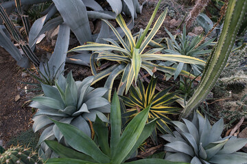 A diverse collection of succulents and agave plants in a greenhouse, showcasing varied textures and shapes