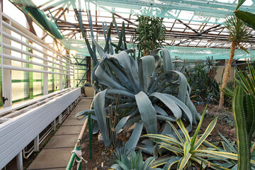 A huge agave plant dominates the foreground of a greenhouse
