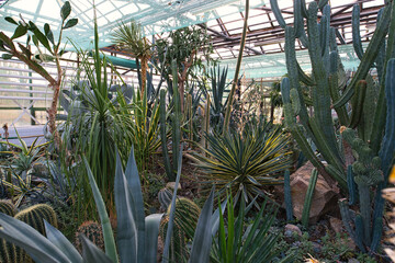 A greenhouse interior filled with a diverse collection of succulents and cacti