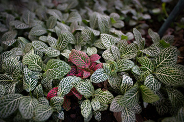 Close-up of Fittonia (nerve plant) with green and red leaves featuring striking white and pink vein patterns.
