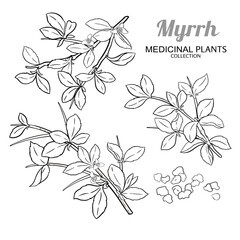 Myrrh Branch with Flowers and Leaves Outline Illustration. Essential oil ingredient for cosmetics, spa, aromatherapy, health care, alternative medicine. Vector isolated for design or decoration.