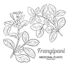Frangipani Branch with Flowers and Leaves Outline Illustration. Essential oil ingredient for cosmetics, spa, aromatherapy, health care, alternative medicine. Vector isolated for design or decoration.