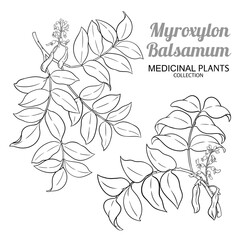 Fototapeta premium Myroxylon Branch with Flowers, Seeds and Leaves Outline Illustration. Essential oil ingredient for aromatherapy, health care, alternative medicine. Vector isolated for design or decoration.