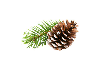 Fototapeta premium Pine Cone with Green Needle Transparent Background