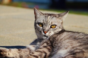 A cat with bright orange eyes