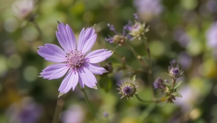 Obraz premium Delicate Purple Flower Blooming Amidst Lush Green Foliage in a Sunlit Natural Setting