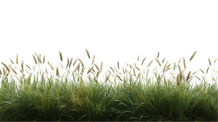 Obraz premium Lush Green Grass with Delicate Feathery Blooms in Natural Setting