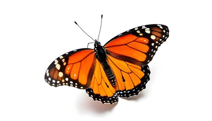 Fototapeta premium A monarch butterfly with vibrant orange wings outlined in black and dotted with white spots, set against a stark white background