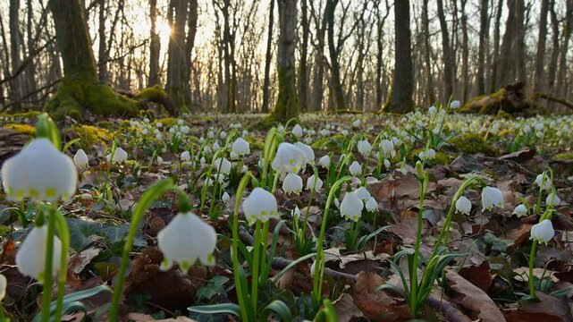 Fr&uuml;hlings Knotenblume oder M&auml;rzenbecher (Leucojum vernum), Laubwald, Morgen, Fr&uuml;hling, Sodenberg, Hammelburg, Rh&ouml;n, Bayern, Deutschland, Europa, Sonnenaufgang