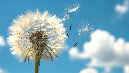 Obraz premium Dandelion Clock in Morning Dew