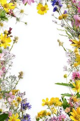 Colorful meadow flowers in A4 botanical layout on clean soft background